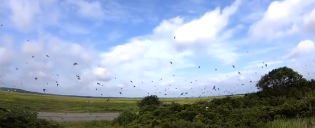 Care Needed With Swarming Swallows on Plum Island