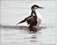 A Loon’s Travails Off Sandy Point