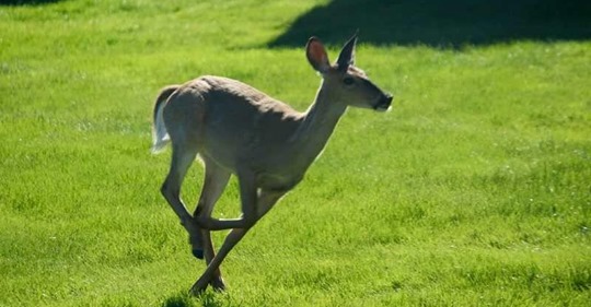 With Deer Come Tick-Borne Diseases