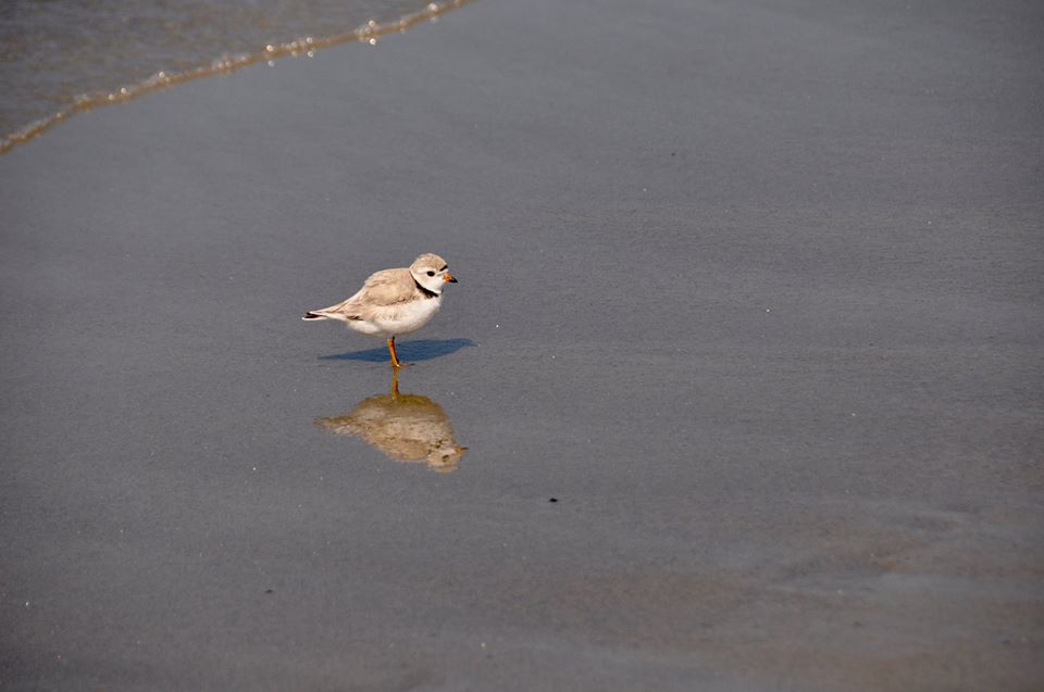 Nancy Pau’s Piping Plover Report – 5/9/2020